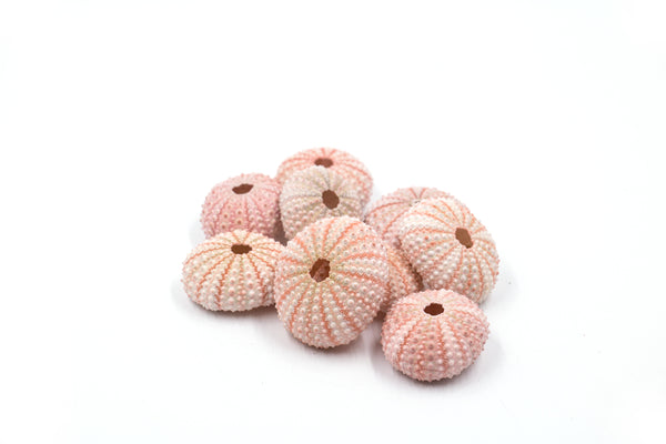 Pink Sea Urchin - Pack of 10